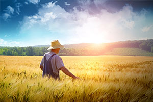 <em>植物保護</em><em>專業(yè)</em>：<em>普通</em><em>植物病理學(xué)</em>（植物抗病性）、農(nóng)業(yè)<em>植物病理學(xué)</em>（水稻稻<em>瘟病</em>）——《尋找水稻“癌癥”防治新途徑》<em>課程</em><em>思</em><em>政</em><em>案例</em>
