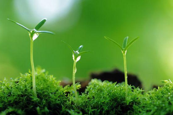 <em>植物保護</em><em>專業(yè)</em>：<em>普通</em><em>昆蟲學</em>(<em>昆蟲</em>有益<em>的</em>方面)、<em>昆蟲</em><em>分類學</em>(鱗翅目蠶蛾<em>科</em>)《“非典”期間完成<em>的</em>家蠶基因組框架圖》<em>課程</em><em>思</em><em>政</em><em>案例</em>