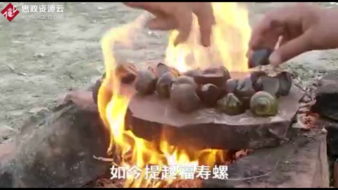 福壽螺入侵40年，吃貨拿它沒辦法！螺肉含有千條寄生蟲！