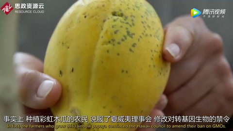 <em>轉(zhuǎn)基因</em>木瓜<em>培育</em>者：我們用了7年 挽救了幾近滅亡<em>的</em>產(chǎn)業(yè)
