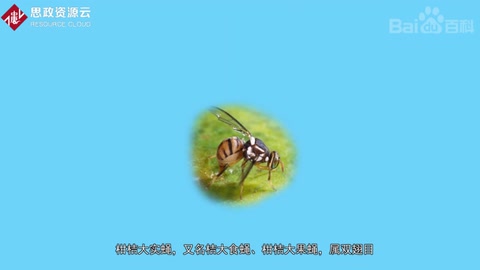 一分鐘了解柑橘大<em>實(shí)</em><em>蠅</em>