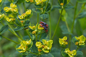 <em>植物保護</em><em>專業(yè)</em>：<em>昆蟲</em><em>分類學</em>、農業(yè)<em>昆蟲學</em>、<em>普通</em><em>昆蟲學</em>《<em>昆蟲</em><em>分類學</em>家蔣書楠》<em>課程</em><em>思</em><em>政</em><em>案例</em>