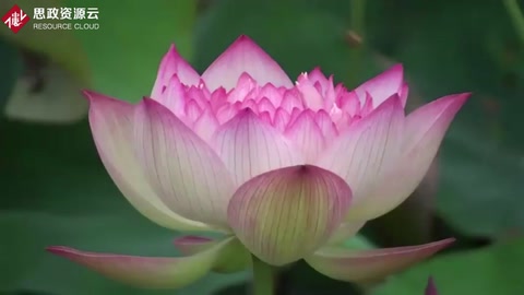 中國十大名花之荷花欣賞