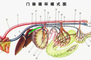 門脈循環(huán)<em>模式</em>圖