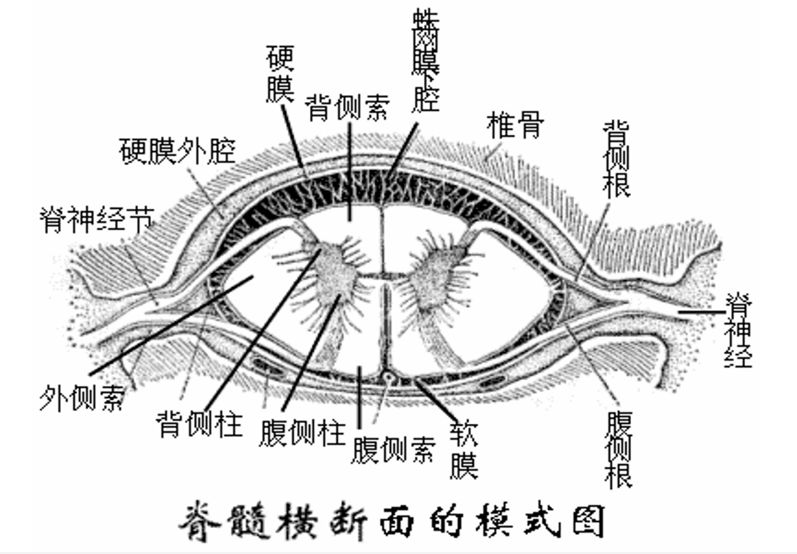 脊髓橫<em>截斷</em>面的模式圖