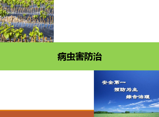 園藝<em>技術(shù)</em><em>專業(yè)</em>：《果樹生產(chǎn)創(chuàng)新模塊-—<em>病蟲害</em><em>防治</em>》<em>課程</em><em>思</em><em>政</em><em>課堂教學(xué)</em><em>設(shè)計(jì)</em>
