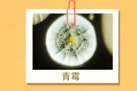 原來青霉<em>長</em>這樣