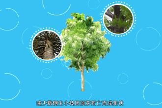 <em>銀</em>杉—松科<em>銀</em>杉屬植物