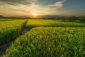 <em>課程標準</em>：<em>生態</em><em>農業技術</em>、現代<em>農業技術</em><em>專業</em>《<em>農作物栽培</em>技術》<em>課程標準</em>