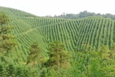 林業<em>技術</em>、森林草原防火<em>技術</em><em>專業</em> ：《森林資產評估—基于生態保護與責任擔當<em>的</em>森林火災后資產價值評估》<em>課程</em><em>思</em><em>政</em><em>案例</em>