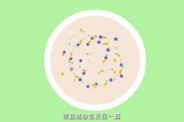 <em>微</em><em>課</em>：食品<em>檢驗</em>檢測<em>技術</em><em>專業</em>《細菌的平板劃線分離》